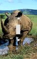 Jungle Rhino Decorative Switchplate Cover 