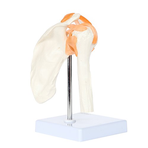 Axis Scientific A-104273 Medical Shoulder Anatomy Model With Functional Ligaments And Removable Base