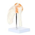 Axis Scientific A-104273 Medical Shoulder Anatomy Model With Functional Ligaments And Removable Base