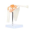 Axis Scientific A-104273 Medical Shoulder Anatomy Model With Functional Ligaments And Removable Base