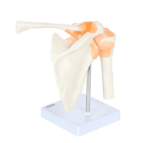 Axis Scientific A-104273 Medical Shoulder Anatomy Model With Functional Ligaments And Removable Base