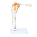 Axis Scientific A-104273 Medical Shoulder Anatomy Model With Functional Ligaments And Removable Base