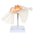 Axis Scientific A-104273 Medical Shoulder Anatomy Model With Functional Ligaments And Removable Base 