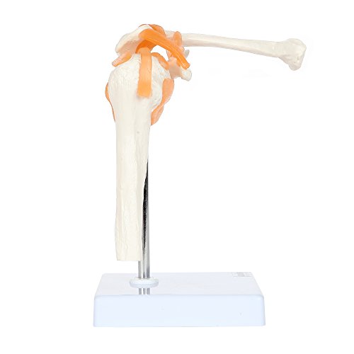Axis Scientific A-104273 Medical Shoulder Anatomy Model With Functional Ligaments And Removable Base