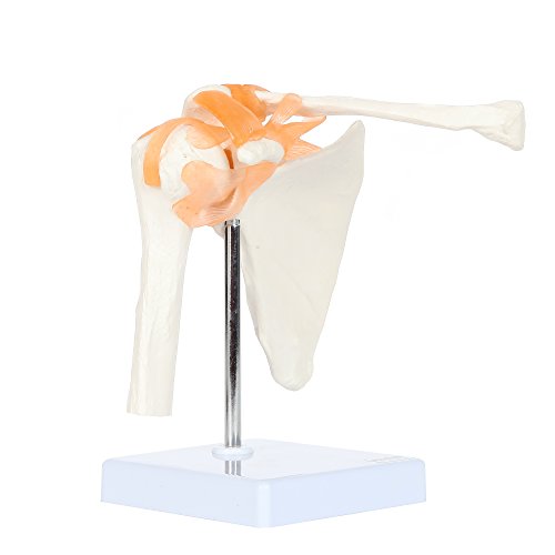 Axis Scientific A-104273 Medical Shoulder Anatomy Model With Functional Ligaments And Removable Base