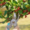 Goodsmann Pruning Shears Sk5 Professional Sharp Secateurs Stainless Steel Blades Hand Pruner Garden Clippers For The Gardening 