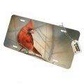 Graphics More Cardinal Red Bird On Tree Branch Novelty Metal Vanity Tag License Plate