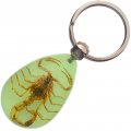 Samfe Real Insect Glow-in-the-dark Key Chain Scorpion 