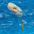 Graphics More Northern Cardinal Watercolor Northeastern Bird Floating Keychain Oval Foam Fishing Boat Buoy Key Float