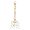 Axis Scientific Ultra Flexible Vertebral Column With Removable Femur Heads Includes Metal Stand And A 3 