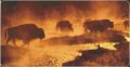 Bison Buffalo Photo License Plate