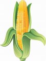 Stickertalk Corn On The Cob Sticker 4 5 Inches By 6 