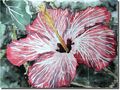Hibiscus By Derek Mccrea Floral Art Ceramic Tile Mural 12 75 X 17 Kitchen Shower Backsplash 