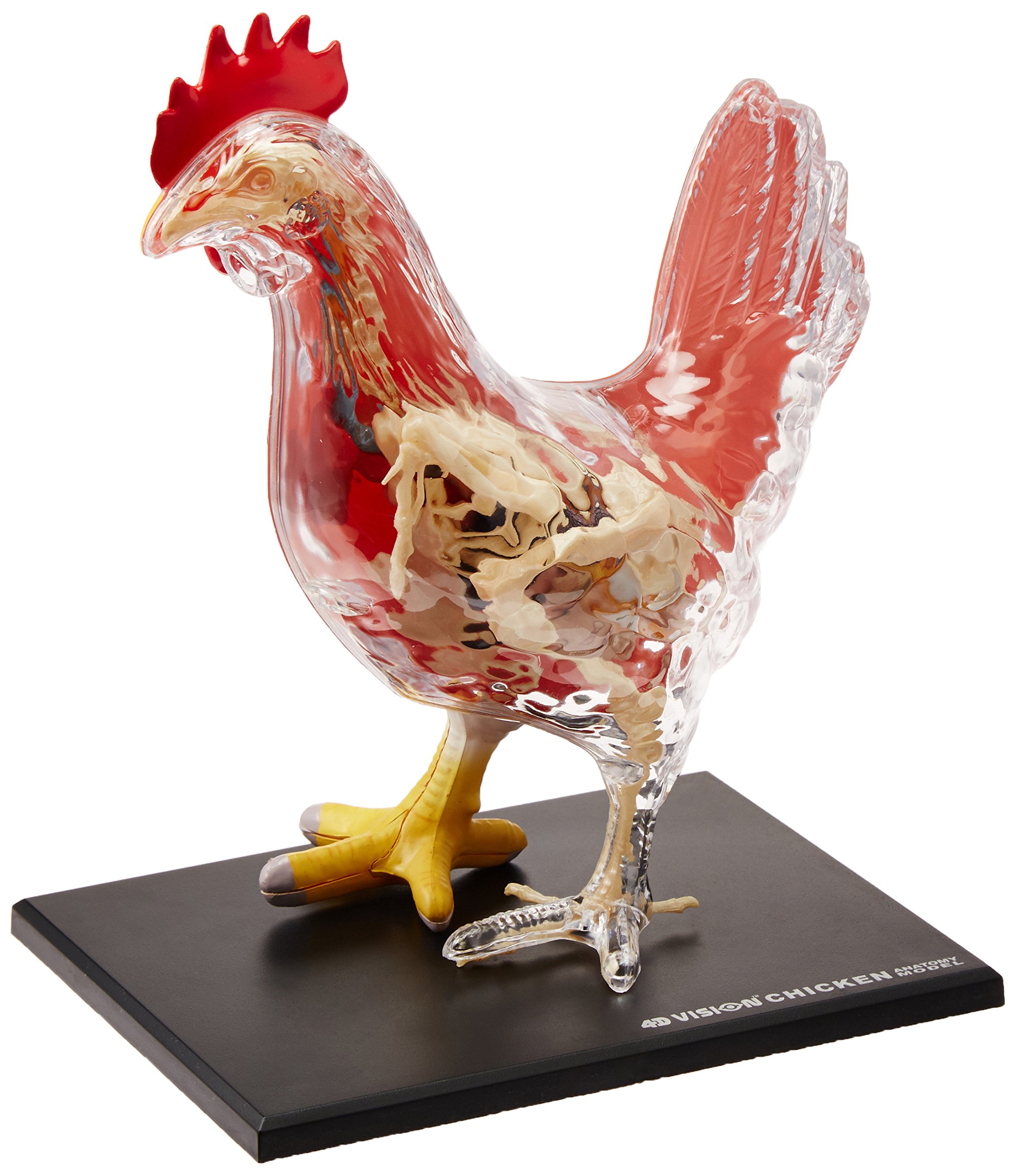 4d Master Vision Chicken Skeleton Anatomy Model Kit One Color