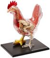 4d Master Vision Chicken Skeleton Anatomy Model Kit One Color 