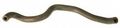 Gates 18457 Heater Hose 