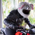 Moto Loot Helmet Cover For Motorcycle Fun Rides And Gifts Cover Only Not Included Elephant