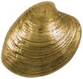 Quahog Door Knocker Brass Premium Size 