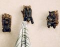 Black Forest Decor Frolicking Bear On Tree Hooks Set Of 3 