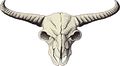 10in X 5 5in Buffalo Skull Sticker By Stickertalk 