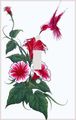 Hummingbird And Flowers Decorative Switchplate Cover 