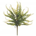 Green Button Fern Bush 16 