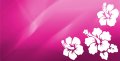 Pink Hibiscus Flower Photo License Plate Free Personalization On This 