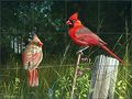 Tile Mural Backsplash A Perfect Match By Mike Brown Cardinal Art Ceramic Kitchen Shower Bathroom 17 X 12 75 4 25 Tiles 