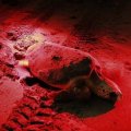 Hqrp Pocket Red Light Flashlight 9 Leds For Volunteers Sea Turtle Night Patrol