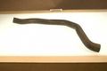 Gates 22819 Lower Radiator Hose 