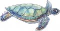 Stickertalk Right Facing Sea Turtle Vinyl Sticker 5 Inches By 3 