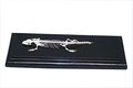 C A Scientific Premiere 51007 Real Lizard Skeleton 