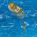 Graphics More Warning Zombies Keep Out Floating Keychain Oval Foam Fishing Boat Buoy Key Float