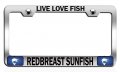 Live Love Fish Redbreast Sunfish Fishing Chrome Metal License Plate Frame Tag Holder I83 