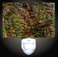 Oak Trees And Moss Decorative Night Light 