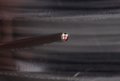 22 Gauge 4 Conductor 500 Feet Solid Copper Security Alarm Wire Black Ul Listed 