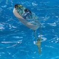 Graphics More Coral Reef Diving Dolphin Pals Floating Keychain Oval Foam Fishing Boat Buoy Key Float