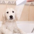 Sink Hose Sprayer Portable Shampoo For Bath Baby Washing Hair Pat Shower