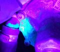 Hqrp 51 Leds 390nm Black Light Flashlight For Hotel Room Inspection Urine Detection Mineral Hunting Scorpions Leak