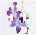 Purple Orchids Switch Plate Cover 2 Gang Double Toggle 