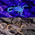 Modoao Black Light Flashlight Scorpion Detector Ultraviolet With 3 Modes Mini Uv Pet Urine And Stains Bed Bug Hunting-10 Pack