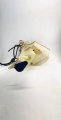 Volvo 30663812 Windshield Washer Fluid Reservoir