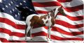 Paint Horse On U S Flag Photo License Plate 
