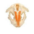 Muskrat Skull 