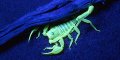 Hqrp Led Flashlight Blacklight 3w 365 Nm For Scorpions Hunting Mineral Rodents Search Pet Stain Bed Bug Detection