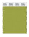 Pantone Smart 16-0439x Color Swatch Card Spinach Green 
