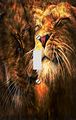 Loving Lions Decorative Switchplate Cover 