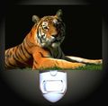 Sunlit Tiger Decorative Night Light 