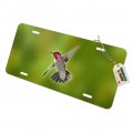 Graphics More Hummingbird Bird Flying Novelty Metal Vanity Tag License Plate