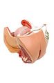 Walter Products B10445 Female Genital Model Life Size 4-parts 